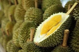 (Tổng hợp) Quy trình trồng và chăm sóc cây sầu riêng cho năng suất cao 6